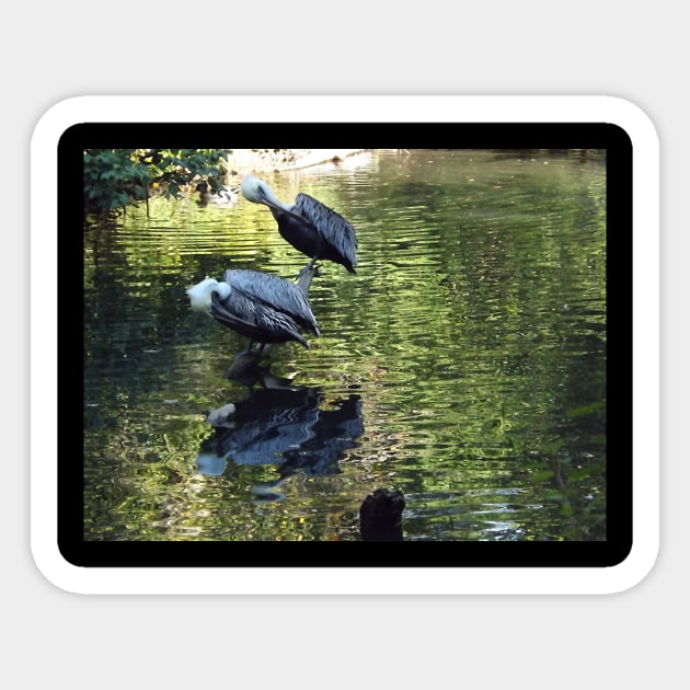 Exotic Bird and Reflection, Bronx Zoo, Bronx New York Sticker by AxeandCo